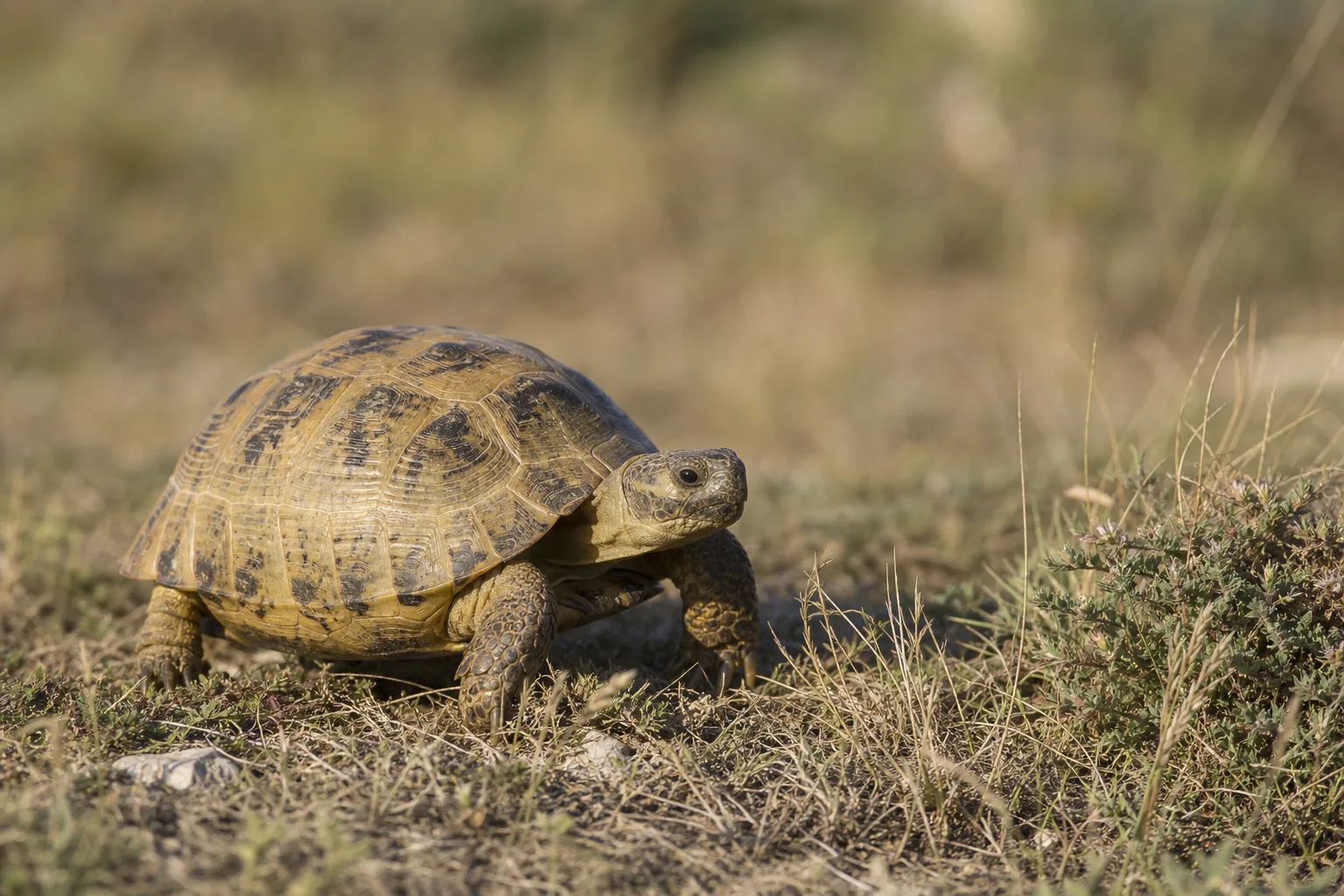 Russian tortoise walking through a dry grassland habitat